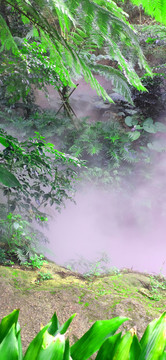 热带雨林美景