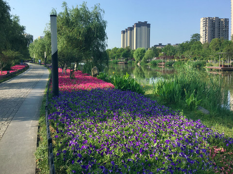 矮牵牛花种植