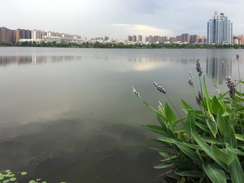 龙池湖边雨久花