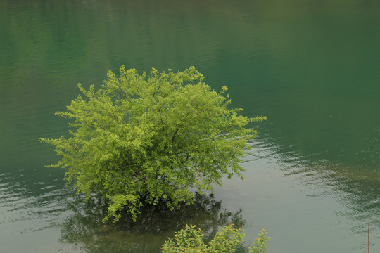 溪水边的柳树