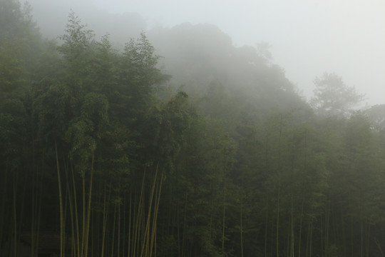 雾中的毛竹林