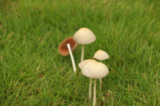 草坪上的小蘑菇
