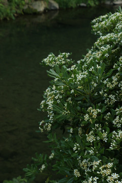 水边的一丛海桐花