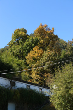 秋天的枫香古树