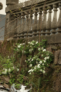 石墙上的一丛蓬蘽花