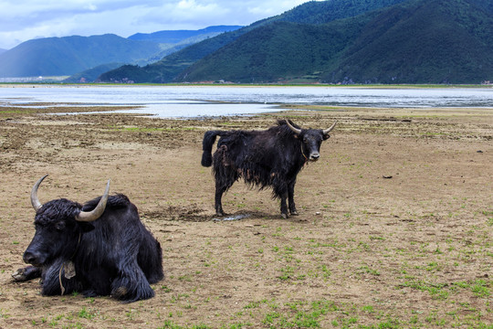 香格里拉纳帕海牦牛