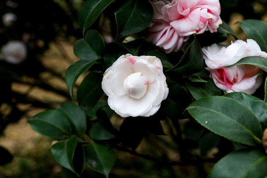 茶花