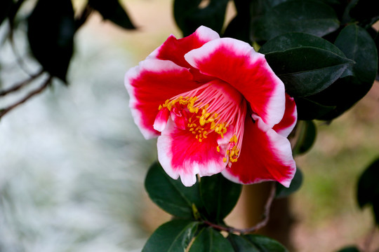 红色茶花