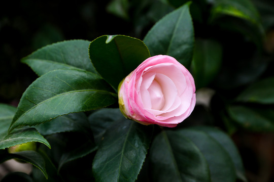 茶花