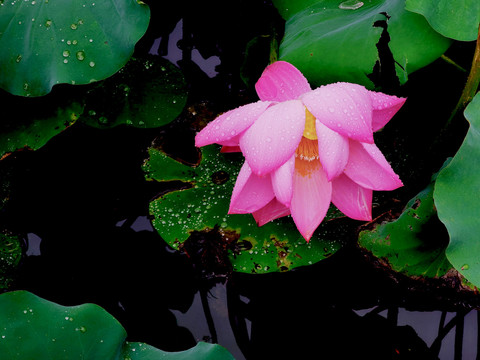 荷花