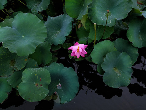 荷花