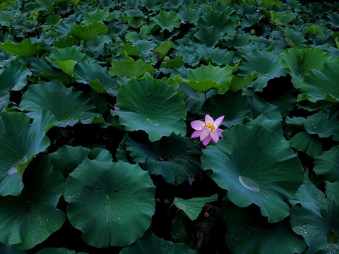 荷花