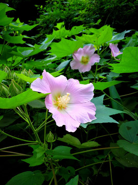 芙蓉葵