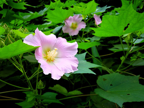 芙蓉葵