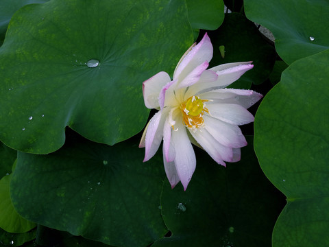 荷花