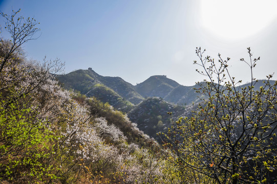 山花烂漫