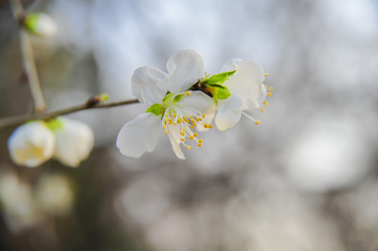 山桃花