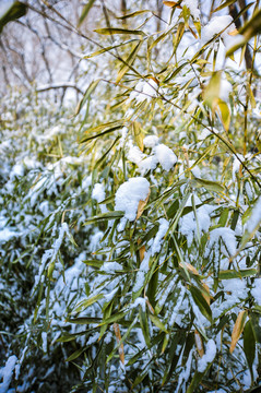 雪后的竹子