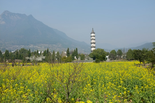 新叶村油菜花