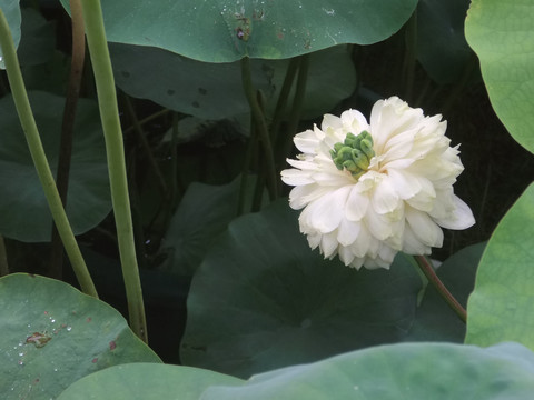 荷花莲花