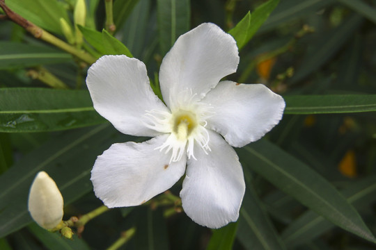 夹竹桃花