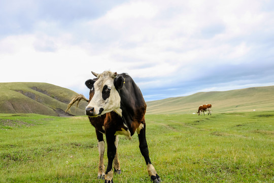 夏季草原奶牛