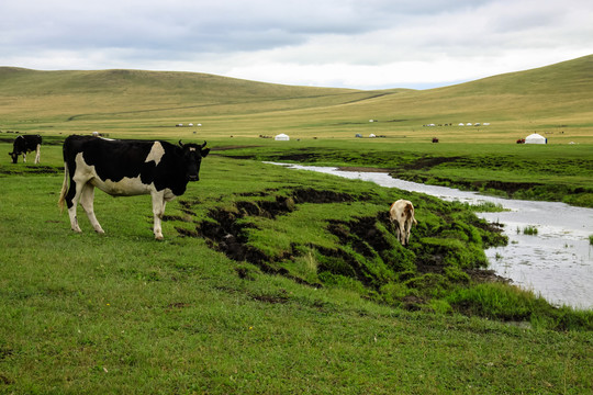 草原蒙古包奶牛小河