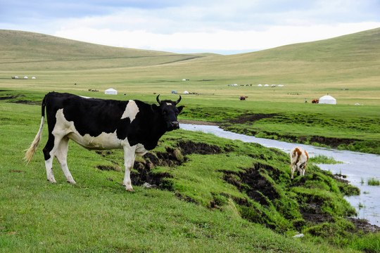 蒙古包回家的牛群河流呼伦贝尔草