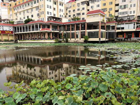 莲池