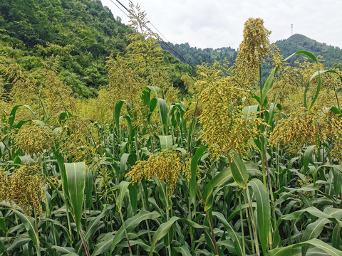 高粱