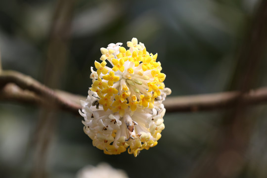 梦花