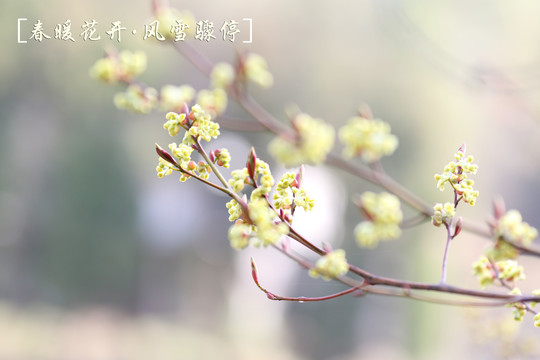 山胡椒