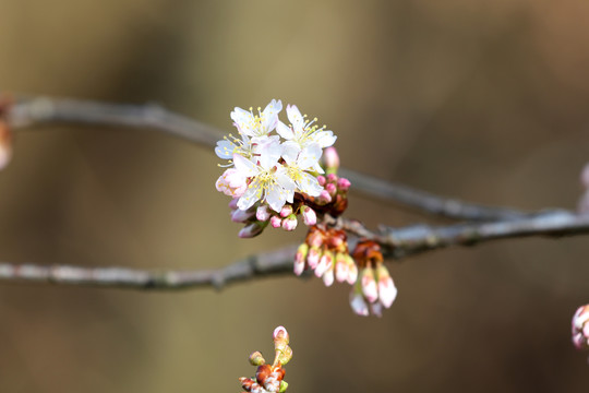 樱花