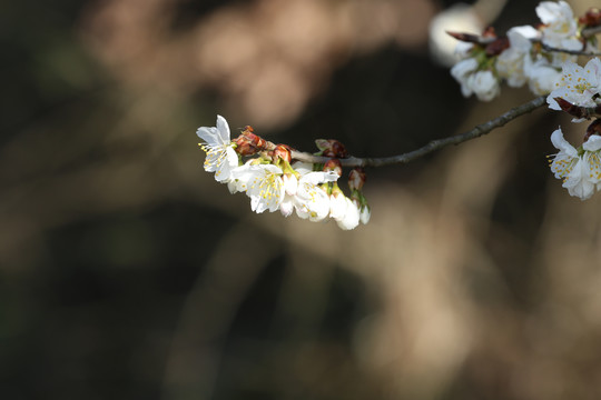 樱花特写