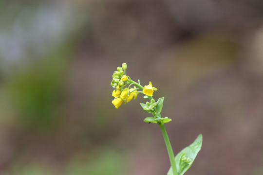菜花