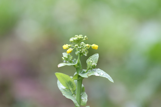 菜花