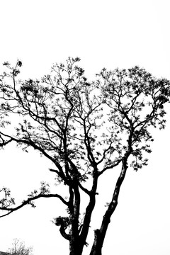 黑白大树