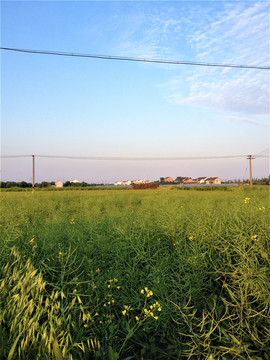 乡村田野