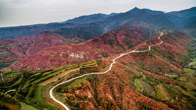 高山红叶