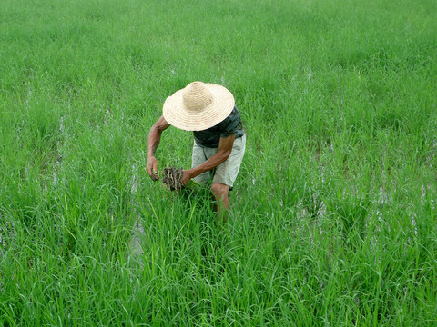 农民在湖广直播稻田里补苗