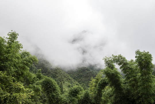 树林树木雨雾