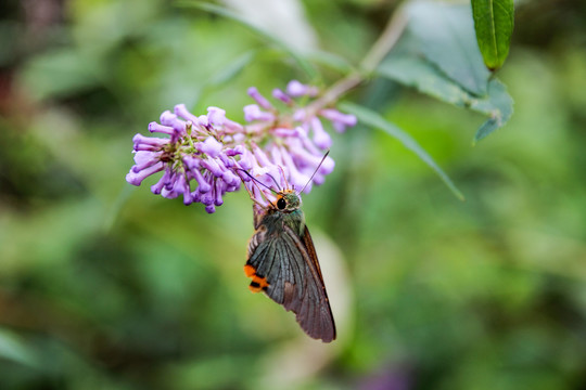 蝴蝶鲜花