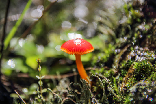 野山菌野蘑菇