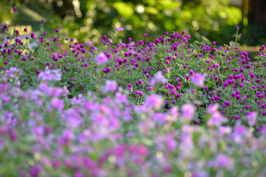 紫花丛