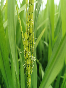 水田秧苗水稻