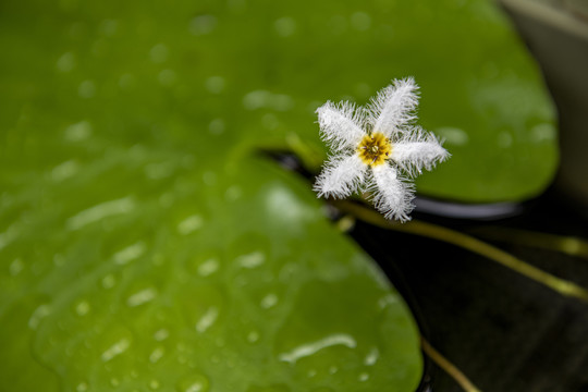 金银莲花