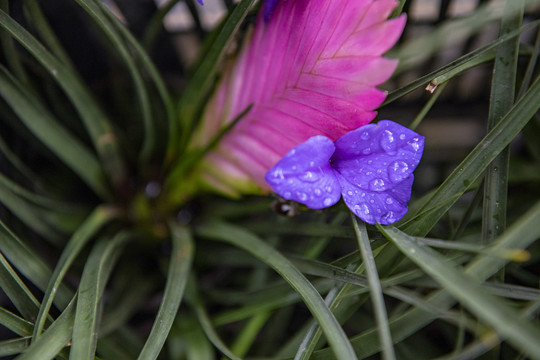 紫花铁兰
