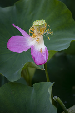 粉色荷花