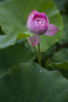 粉色荷花