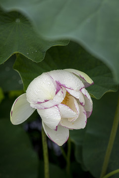 雨中荷花